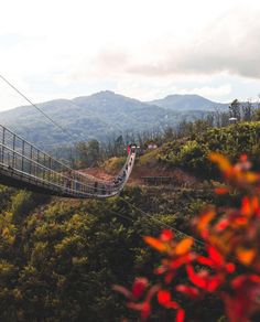 people walking across a suspension bridge in the middle of some trees and hills with mountains in the background