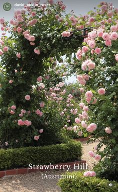 pink roses are blooming in the garden