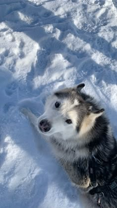 a husky dog sitting in the snow with his head turned to look up at something