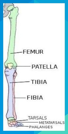 an image of the structure of a long bone with labeled parts in english and spanish