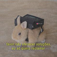 a small brown rabbit sitting on top of a carpet next to a black box with the words favor nao offerer soltiges, eu souer reclamar