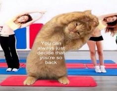 a cat standing on its hind legs in front of two women doing yoga exercises with the caption, you can always just decide that you're so back