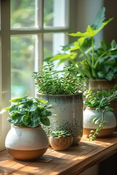 three potted plants sit on a window sill