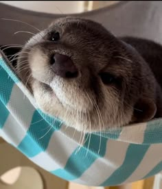 an animal that is laying down in a hammock with its eyes closed and it's head resting on top of the hammock