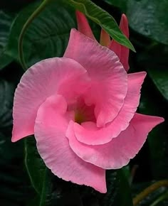 a pink flower with green leaves in the background