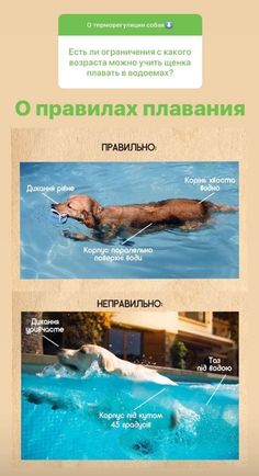 a dog swimming in a pool with the caption that says,'there is no water