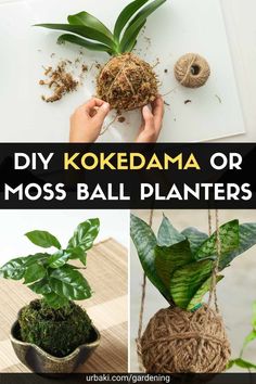 diy kokedama or moss ball planters with text overlay that reads, diy kokedama or moss ball planters