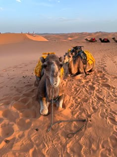 two camels are sitting in the desert with their saddles tied to each other