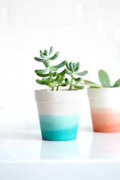 two potted plants sitting next to each other on top of a white countertop