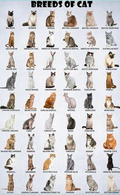 a poster with many different types of cats on it's sides and the words breeds of cat