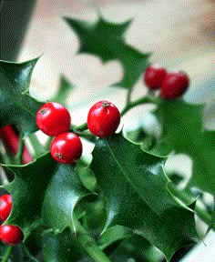 holly with red berries and green leaves