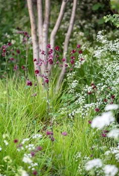 wildflowers and other flowers in the grass near some birch trees with white blooms