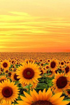 sunflowers in a field at sunset with the sky in the backgroud