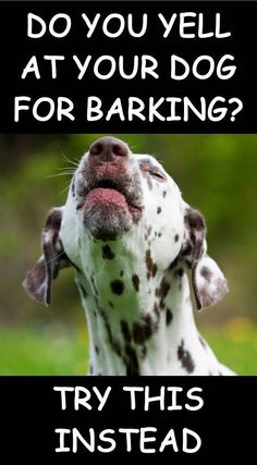 a dalmatian dog with its mouth open and the caption do you vell at your dog for barking? try this instead