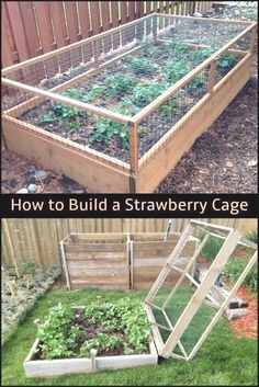 an image of a garden with plants growing in it and the words how to build a strawberry cage