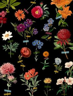 a bunch of different flowers on a black background