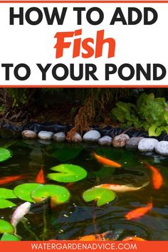 fish pond with text overlay how to add fish to your pond