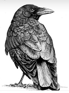 a drawing of a black bird sitting on top of a table