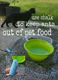 a black cat walking next to a green bowl with food in it's mouth and the words use chalk to keep ants out of pet food