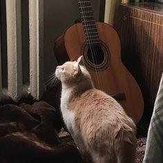 a cat sitting next to an acoustic guitar