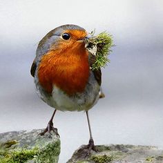 a small bird standing on top of a moss covered rock with its beak in it's mouth