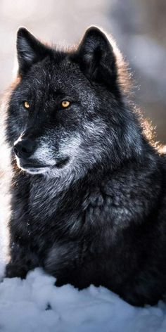 a close up of a wolf laying in the snow looking at something with yellow eyes