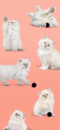 several white kittens are laying down on a pink background