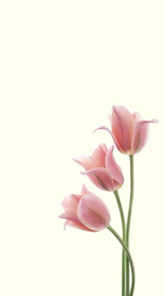 Three pink tulips wallpaper floral Pink Tulips Wallpaper, Tulips Lockscreen, Pink Tulips Wallpaper Aesthetic, Grid Wallpaper, Pink Tulips, Floral Wallpaper, Aesthetic Art