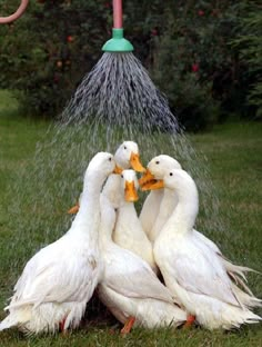 four white ducks in the grass near a sprinkler