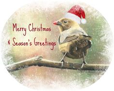 a bird sitting on top of a tree branch wearing a santa hat with the words merry christmas and season's greetings