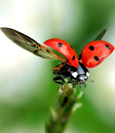 two red ladybugs sitting on top of a green plant