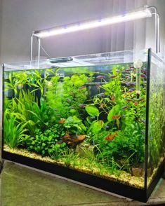 an aquarium filled with plants and fish