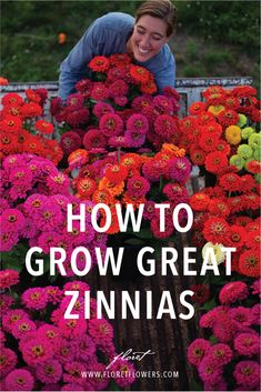 how to grow great zinnas