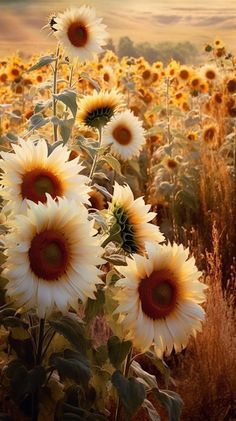 Summer Sunflower Aesthetic, Beautiful Sunflowers, Sunflowers And Daisies, Sunflower Art