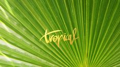 the word tropical written on top of a green palm frondy leaf with gold lettering