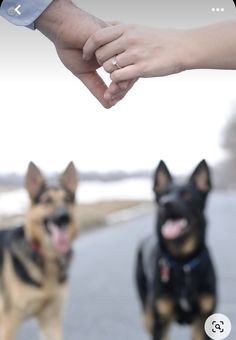 a person holding the hand of a dog in front of two other dogs on a street