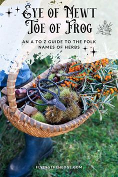 Sweet Annie Uses, Witchcraft Herbs Meanings List, Fruit Meaning Witchcraft, Witchy Homestead, Herb Names, Eye Of Newt, Witchy Quotes, Witches Garden, Names Of Plants