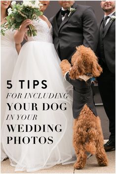 a brown dog wearing a wedding dress standing next to a bride in a white dress