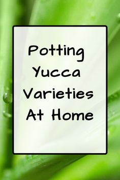 the words potting yucca varieties at home