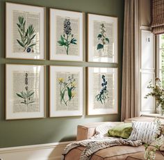 four framed flowers are hanging on the wall above a couch in front of a window