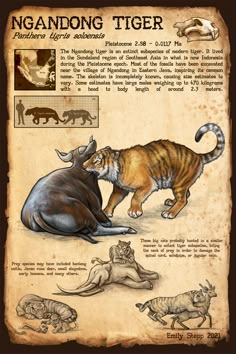 an old book with pictures of animals and their names on the page, including tigers