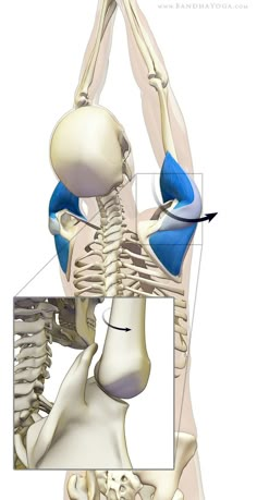 an image of a human skeleton showing the shoulder and peljbones, including the lower limb