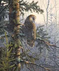 an owl perched on top of a tree branch in the forest with pine trees behind it