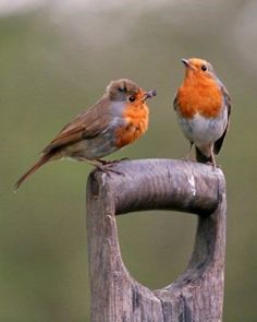 two small birds sitting on top of a wooden post