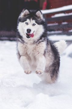 a black and white dog running in the snow