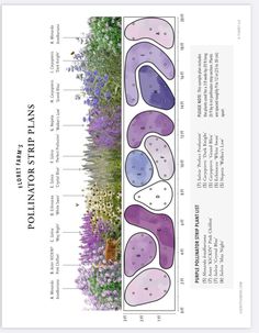 the diagram shows different types of plants that are growing on top of each other, including flowers