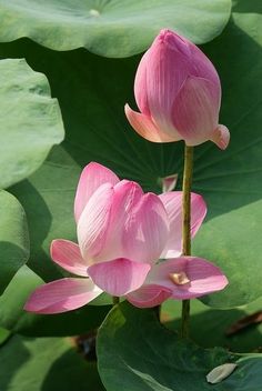 two pink flowers are in the middle of some water lilies with words above them