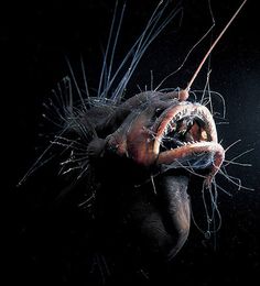 an animal with its mouth open and it's teeth exposed