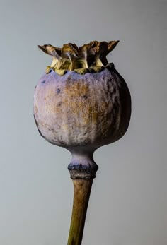 an odd looking vase with flowers on it's head and stems sticking out of the top