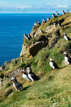 several seagulls are sitting on the edge of a cliff